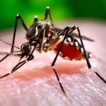 dengue-belize